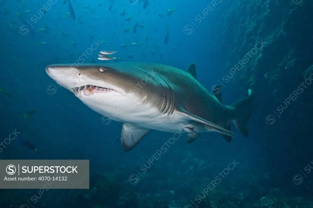 A large female Grey nurse /Sand Tiger / Ragged-tooth Shark (Carcharias taurus)  Fish Rock, Southwest Rock, New South Wales, Australia. Pacific Ocean. In the final stages of pregancy, female gray nurse sharks stop feeding and algae grows on their teeth. November