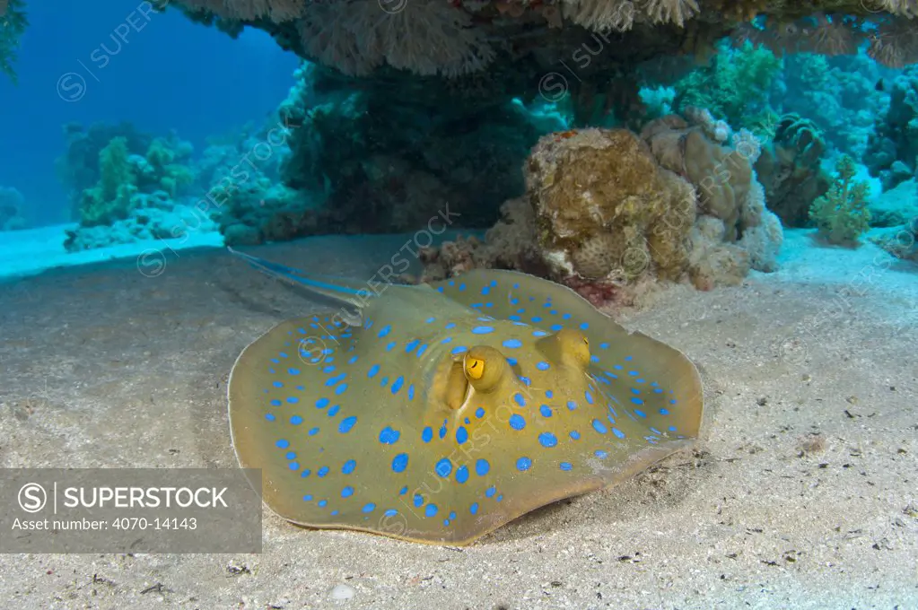 Bluespotted  / Ribbontail Stingray (Taeniura lymma) underneath a table coral. Sinai, Egypt. Red Sea. June
