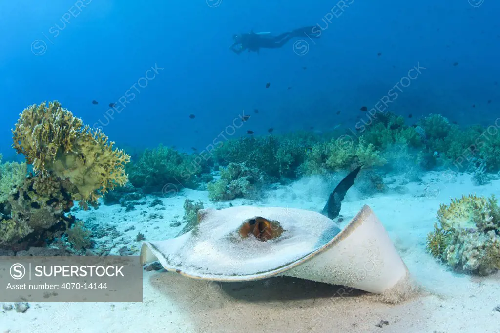 A Feathertail Stingray (Pastinachus sephen) and diver in coral garden. Ras Mohammed, Sinai, Egypt. Red Sea. June