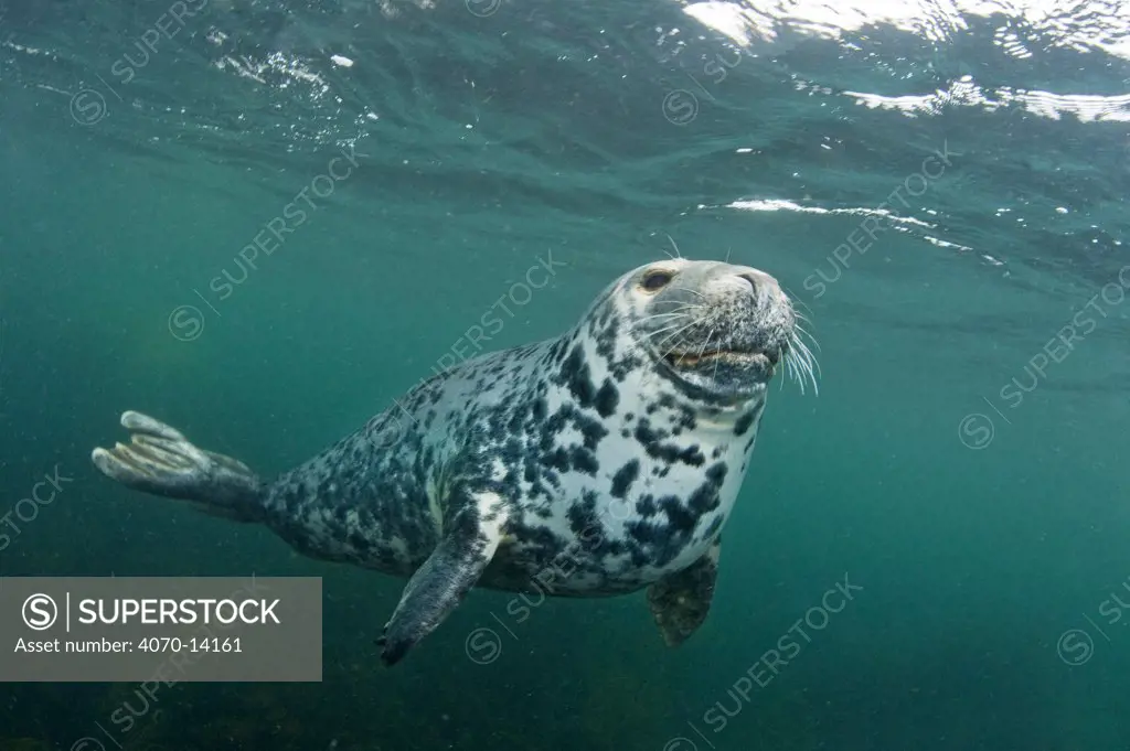 A female Grey seal (Halichoerus grypus). Lundy Island, Devon, England, UK. Bristol Channel, North East Atlantic Ocean. February