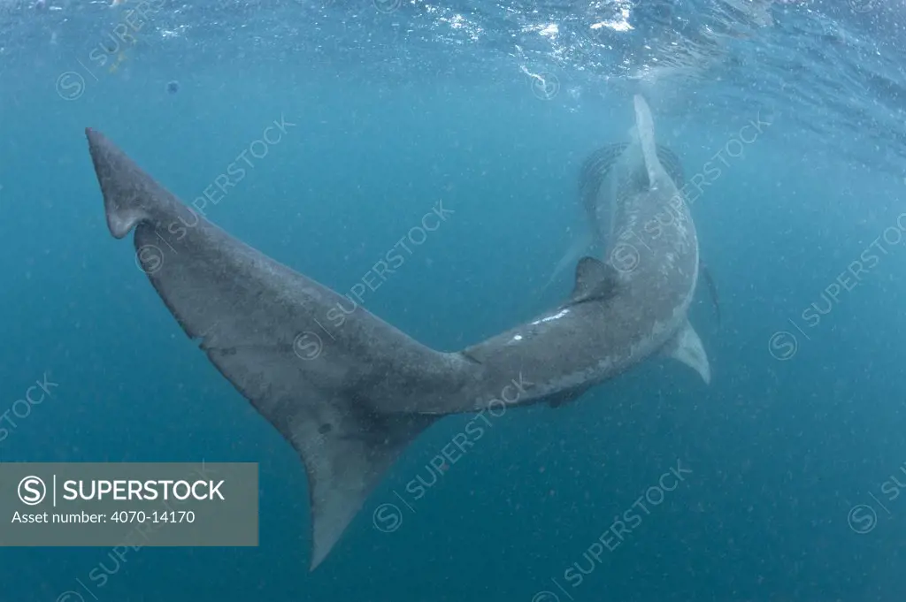 Rear view of a Basking shark (Ceterhinus maximus)  feeding in thick plankton (copepods and jellyfish) in Cornwall, England. East Atlantic Ocean. June