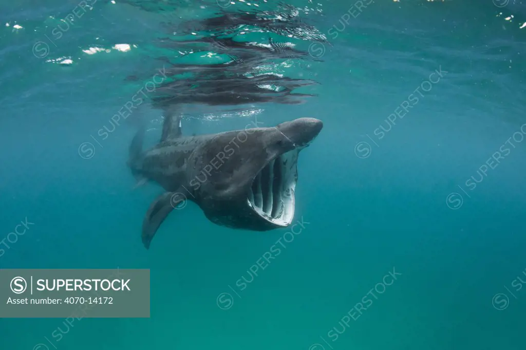 A Basking shark (Ceterhinus maximus) feeding in open water off the Cornish Coast. Cornwall, UK. North East Atlantic Ocean. June