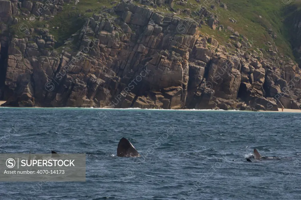 Basking sharks (Ceterhinus maximus) feeding close to shore. Cornwall, England. East Atlantic Ocean. June