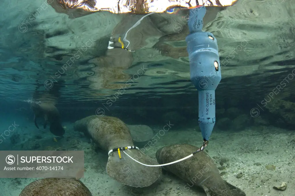 A Florida manatee (Trichechus manatus latirostrus) fitted with a satellite tracking buoy. Crystal River, Florida, USA. February 2010