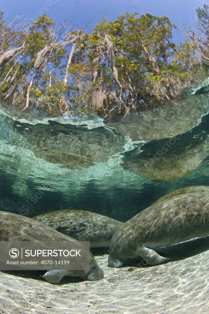 A group of Florida manatees (Trichechus manatus latirostrus) sleeping in the afternoon at Three Sisters Spring. Crystal River, Florida, USA. Manatees sleep on the bottom of the spring, floating up periodically to breathe. February 2010