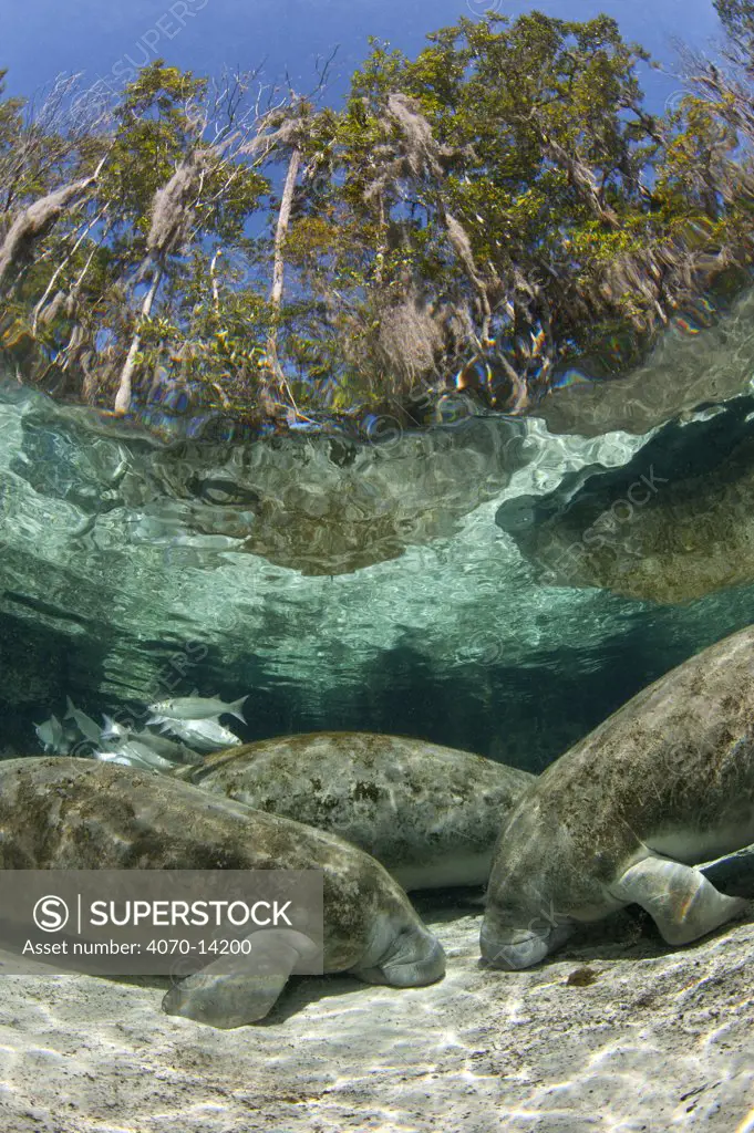 A group of Florida manatees (Trichechus manatus latirostrus) sleeping in the afternoon at Three Sisters Spring. Crystal River, Florida, USA. Manatees sleep on the bottom of the spring, floating up periodically to breathe. February 2010