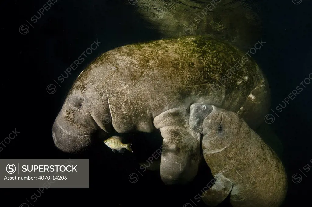 A baby Florida manatee (Trichechus manatus latirostrus) suckling on his mothers milk in the early morning. Three Sisters Spring, Crystal River, Florida, USA. February 2010