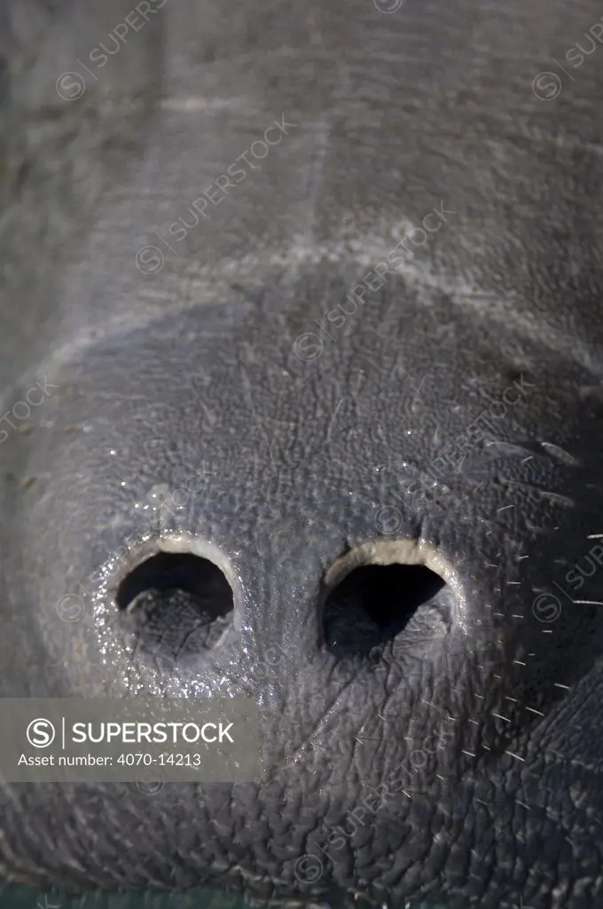 The nostrils of a Florida manatee (Trichechus manatus latirostrus) during an inhalation. These are held closed when the manatee is underwater. Homosassa Springs, Florida, USA. February 2010