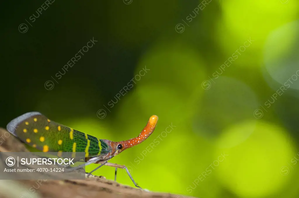 Lantern bug (Pyrops intricata) Gunung Gading National Park, Sarawak, Borneo, Malaysia