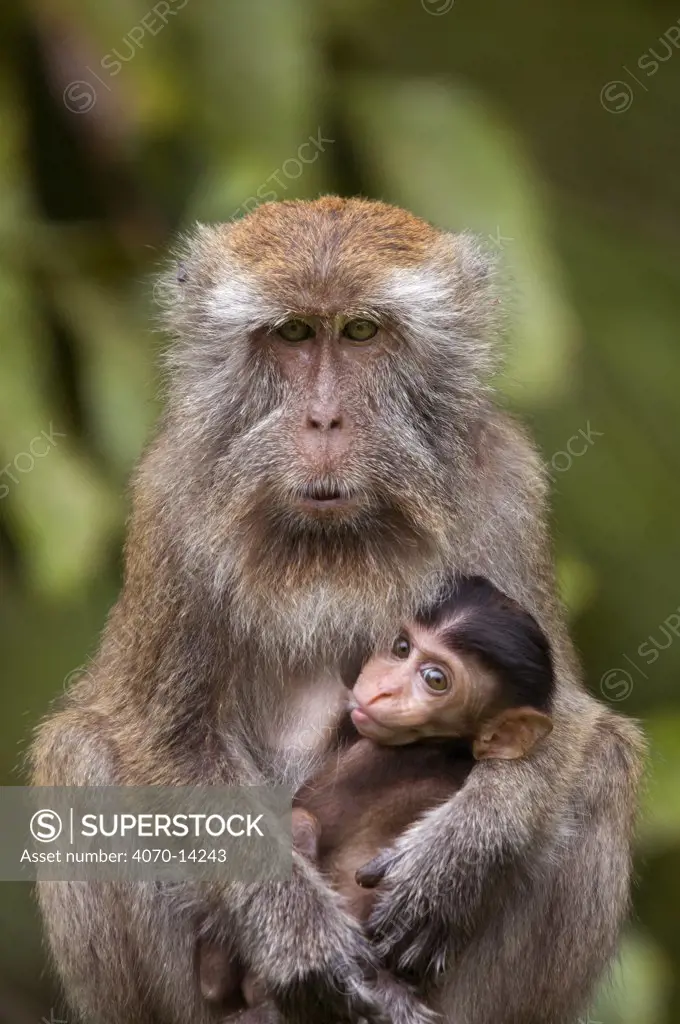 Long-tailed / Crab-eating macaque (Macaca fascicularis) mother with suckling young, Bako National Park, Sarawak, Borneo, Malaysia
