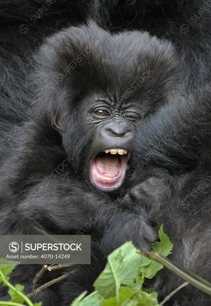 Mountain gorilla (Gorilla gorilla beringei) baby in mother's arms, Susa group, Parc National des Volcans, Rwanda