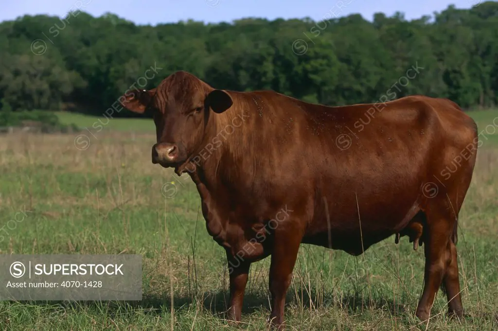 Domestic cattle Bos taurus} Senepol cow, Florida, USA