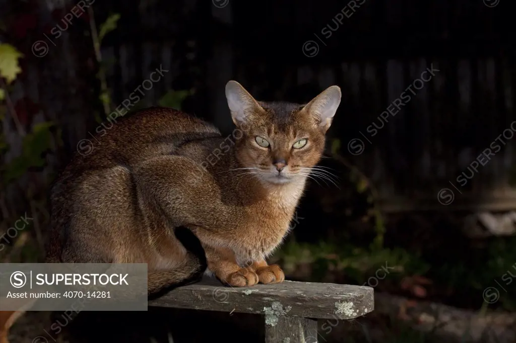 Abyssinian cat sitting on old, lichen-encrusted bench, Connecticut, USA