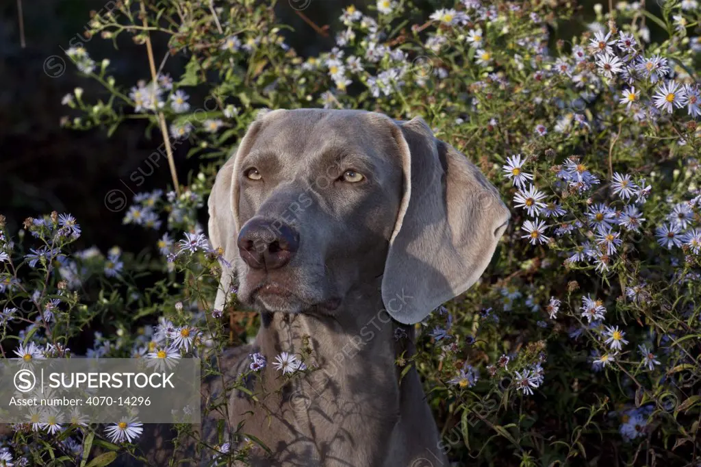 Weimaraner dog, portrait in front of wild aster flowers, Connecticut, USA