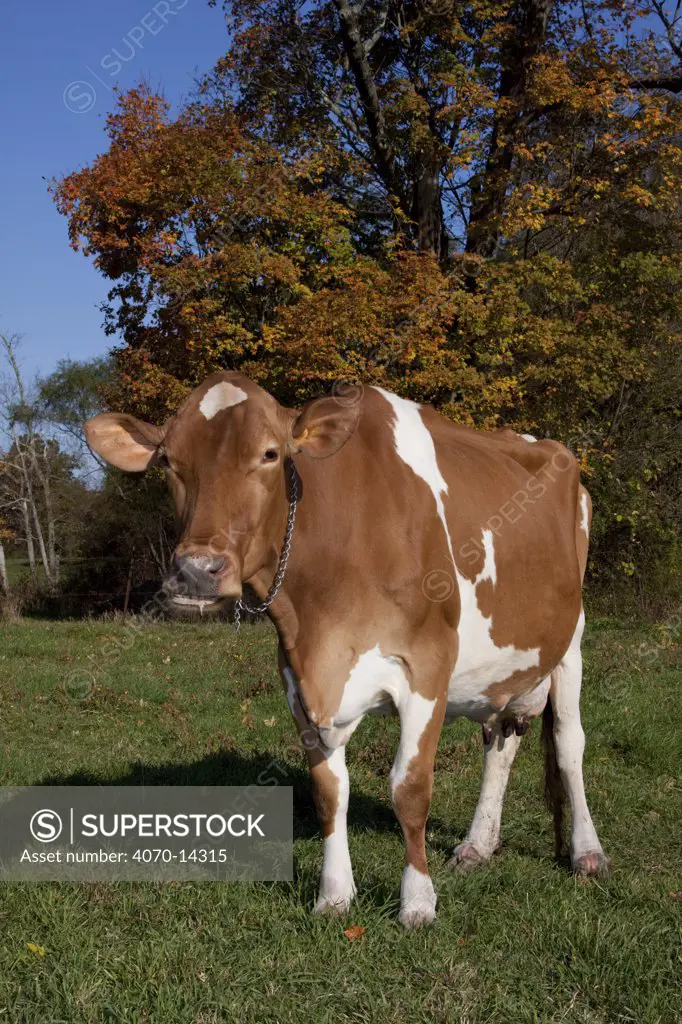 Guernsey cow chewing cud, in pasture, with Sugar Maple tree in background, October, Connecticut, USA