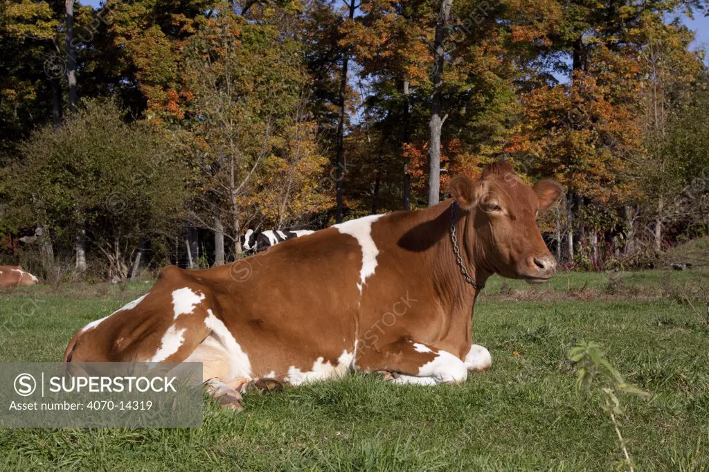 Guernsey cow chewing cud, in pasture, backed by Sugar Maple tree, autumn, Connecticut, USA