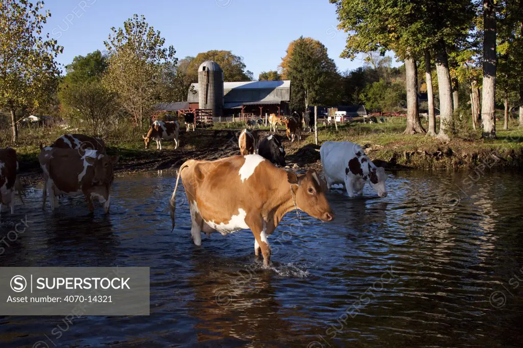 Guernsey Cow crossing river in early morning, Granby, Connecticut, USA