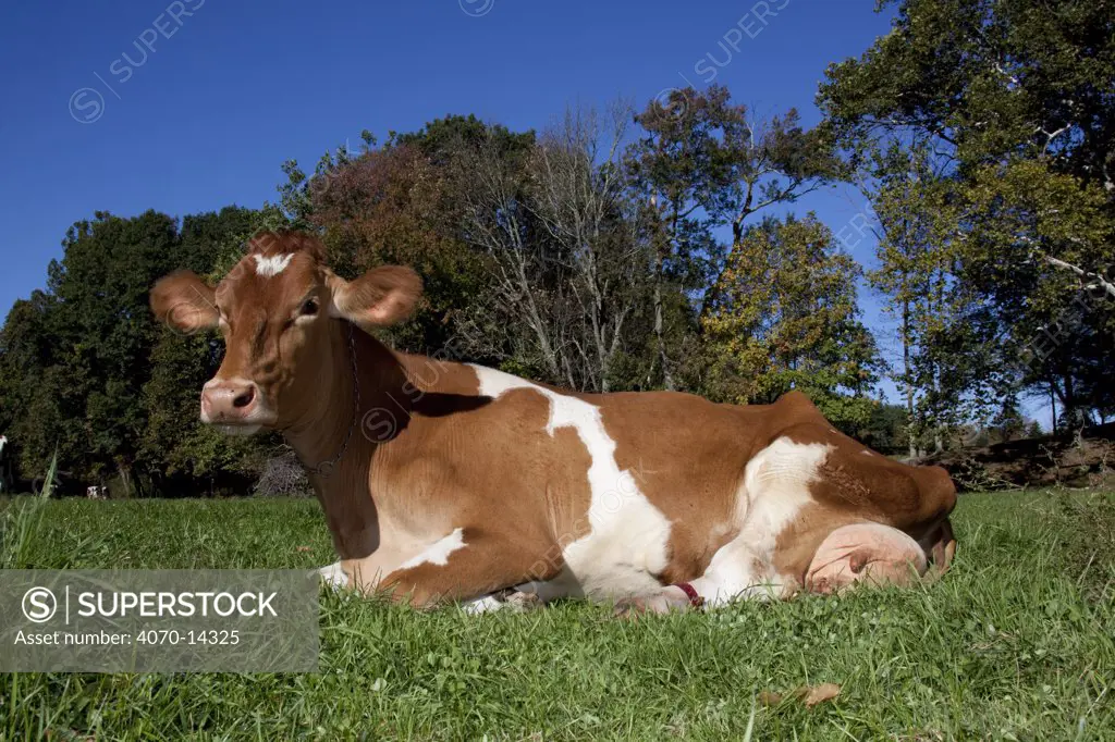 Guernsey Cow lying in autumn pasture while chewing her cud, Connecticut, USA