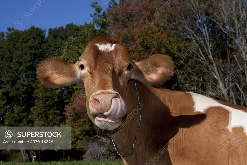 Portrait of Guernsey Cow licking her nose while chewing her cud, Connecticut, USA