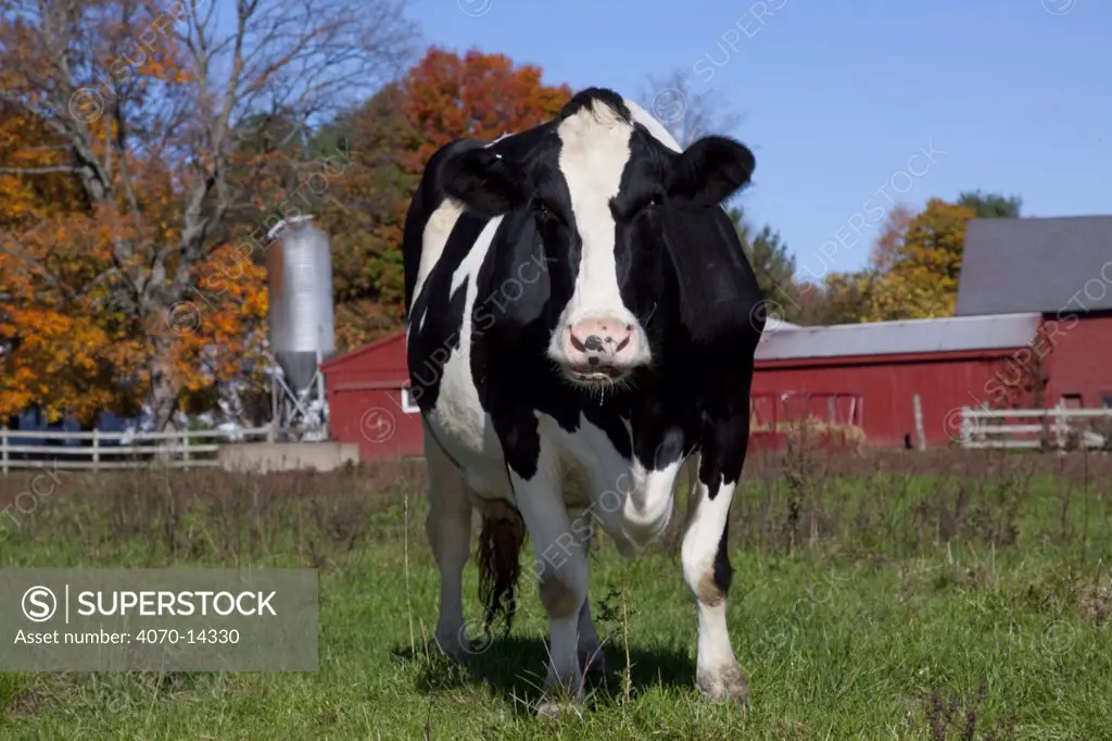 Holstein Cow in autumn pasture with Sugar Maple Trees and farm buildings in background, Granby, Connecticut, USA