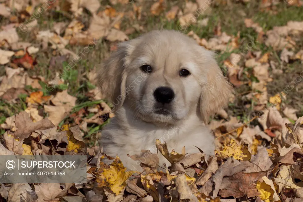 Golden Retriever puppy in pile of autumn leaves, Connecticut, USA