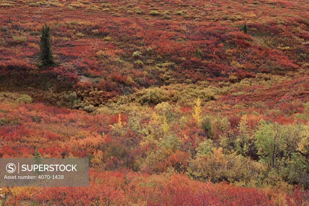 Tundra in autumn Denali NP, Alaska, USA