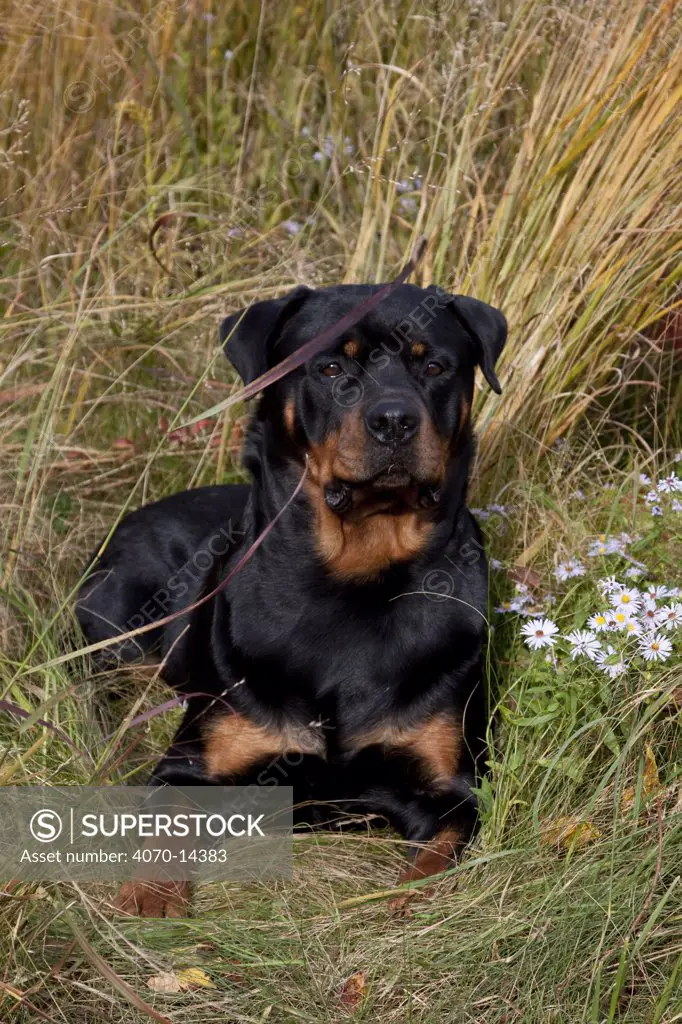 Rottweiler lying down in coastal dune plants, Waterford, Connecticut, USA