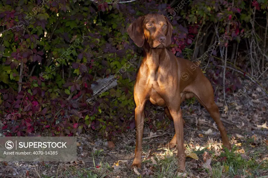 Hungarian Vizsla standing in shade by autumn foliage, Connecticut, USA