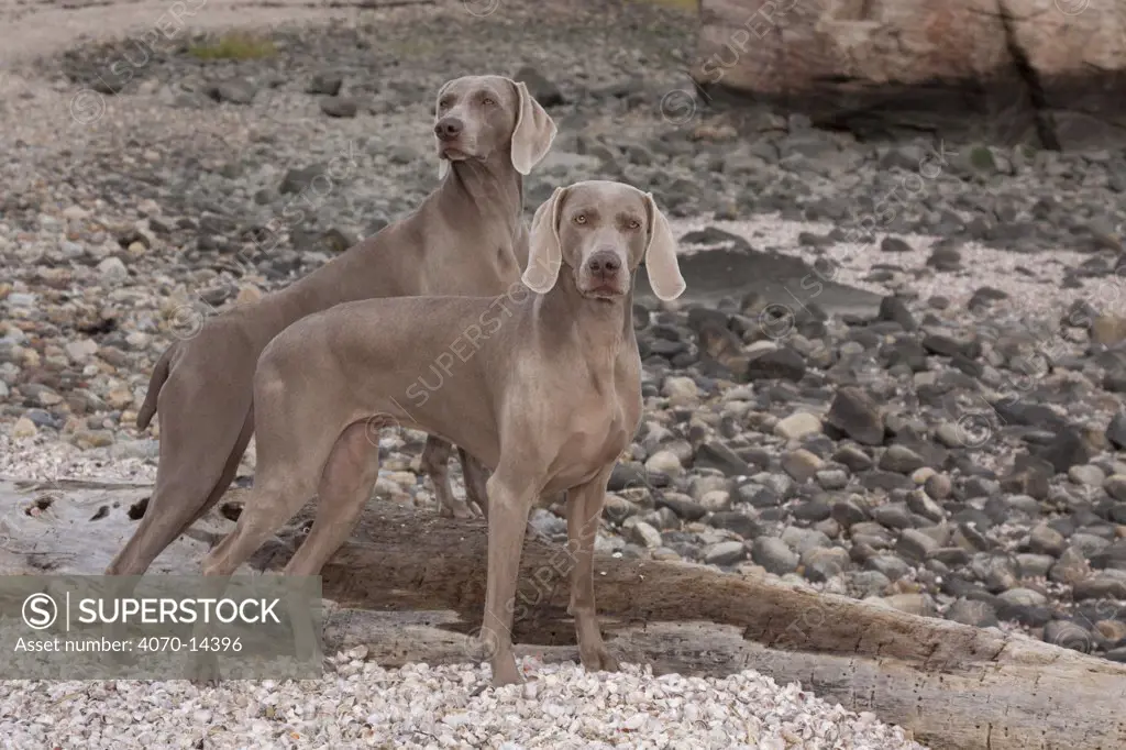 Two Weimaraners by driftwood, rocks, shells of seashore; Long Island Sound, Connecticut, USA
