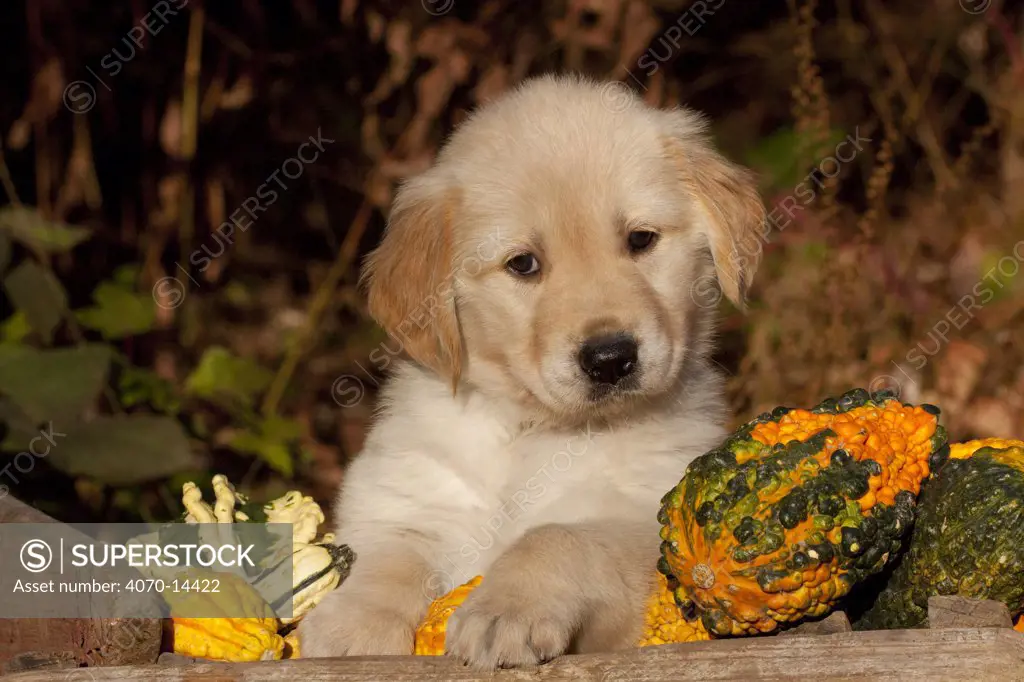 Golden Retriever puppy, 6 weeks, amongst gourds, Illinois, USA