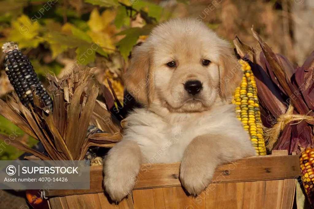 Golden Retriever puppy, 6 weeks, in basket amongst corn cobs, Illinois, USA