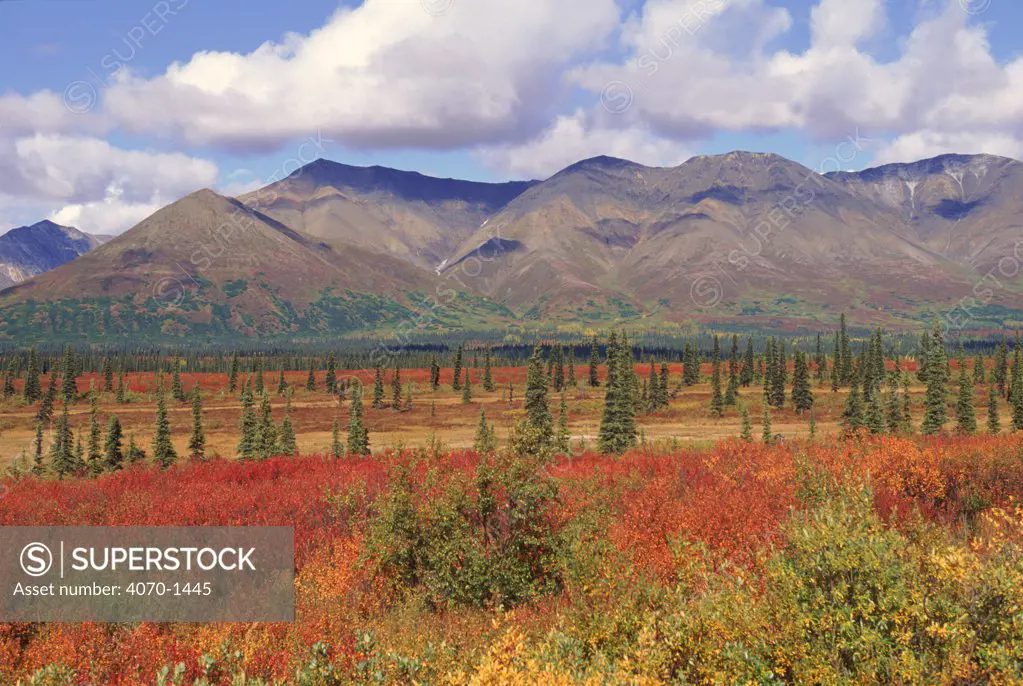 Tundra landscape in autumn. Denali NP, Alaska USA