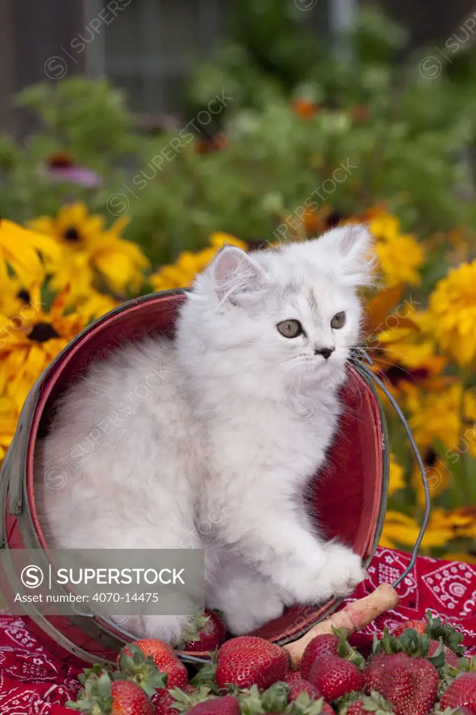 Persian kitten (baby doll type) in strawberry basket, Illinois, USA