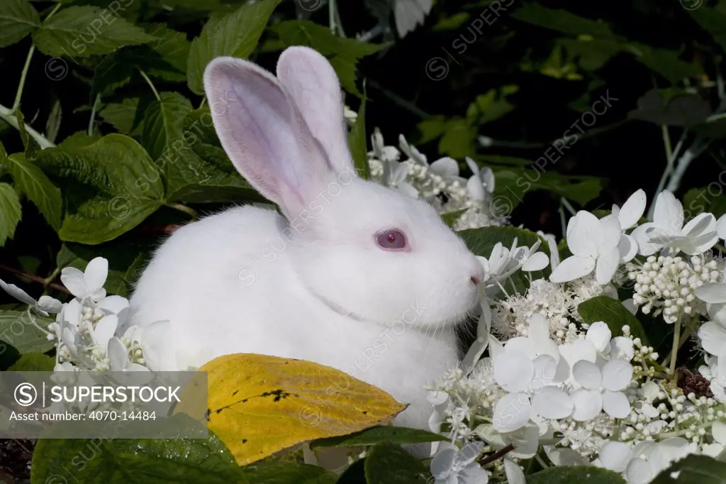Domestic rabbit, baby white New Zealand (breed) rabbit amongst white blossom, Illinois, USA