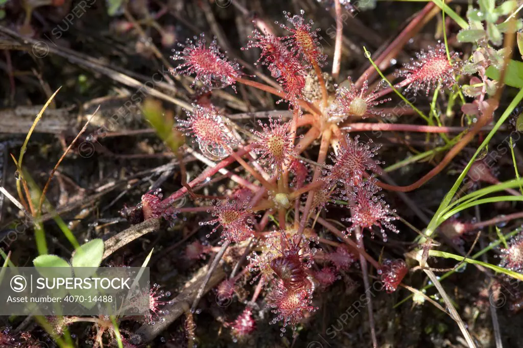Round-Leaved / Common sundew (Drosera rotundifolia) in a wet meadow, Connecticut, USA