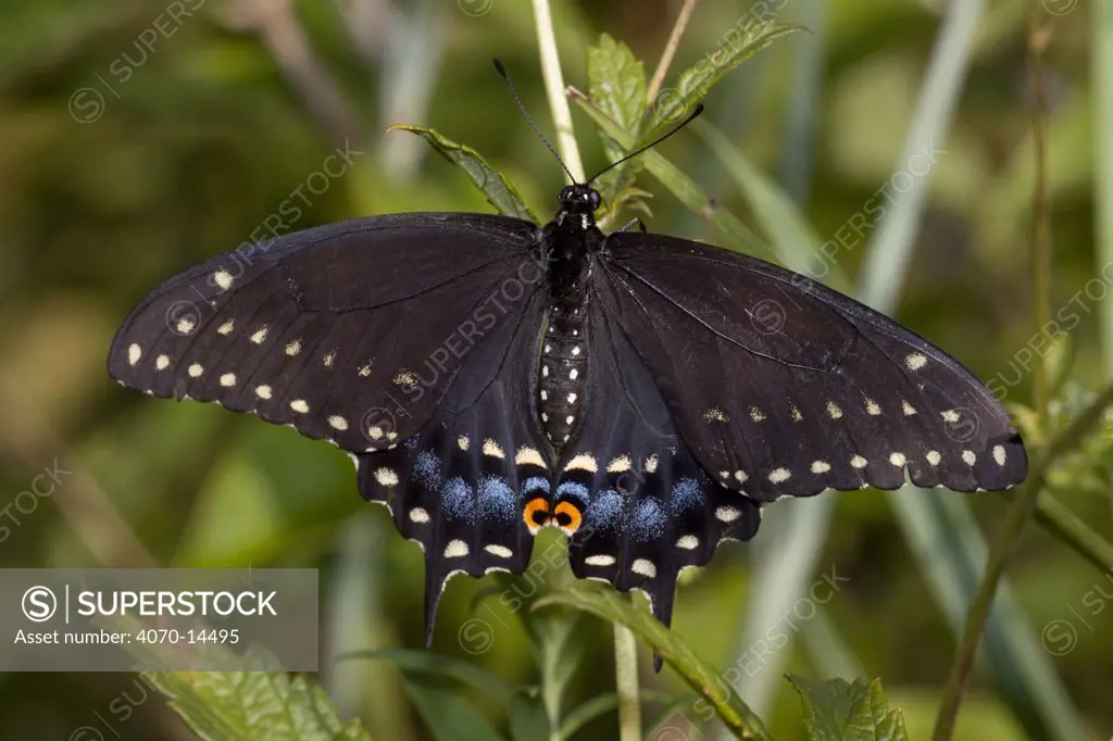 Black Swallowtail butterfly (Papilio polyxenes) at rest on leaves in meadow, Illinois, USA