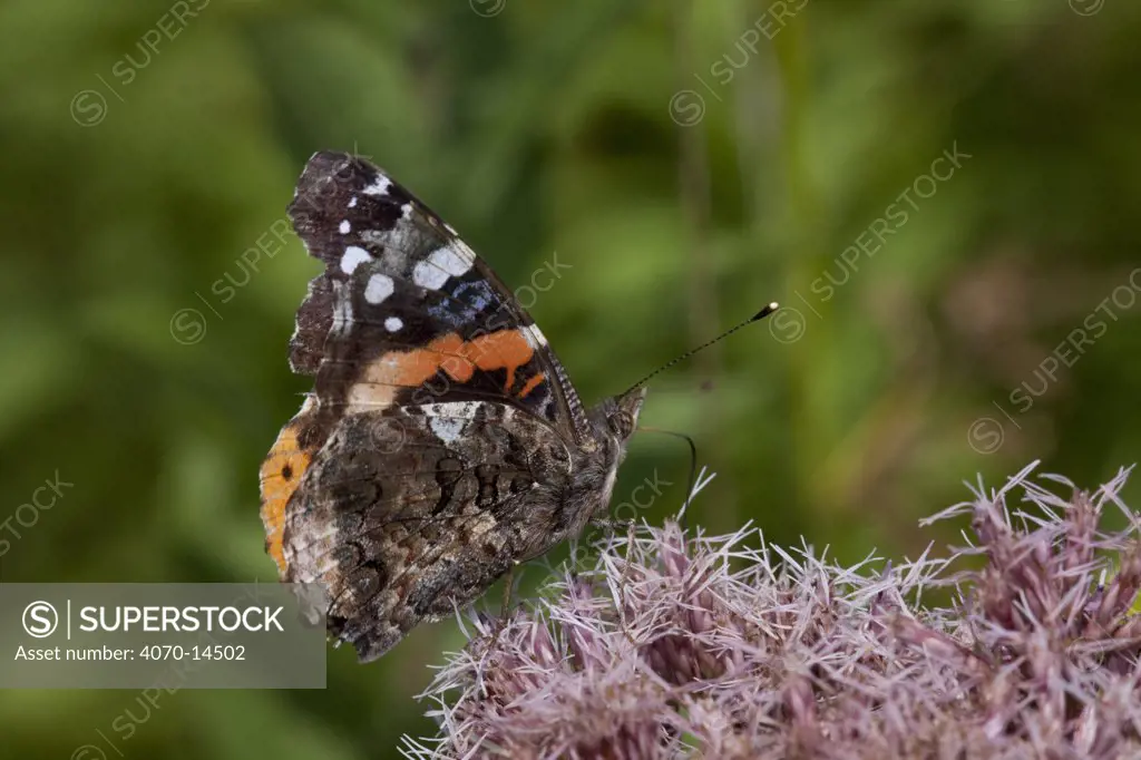 American Lady butterfly (Vanessa virginiensis) feeding on nectar of Eastern Joe-Pye-Weed (Upatoriadelphus dubius) Connecticut, USA