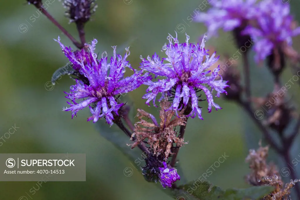 Ironweed (Vernona altissima) dew-soaked in early morning meadow, Connecticut, USA