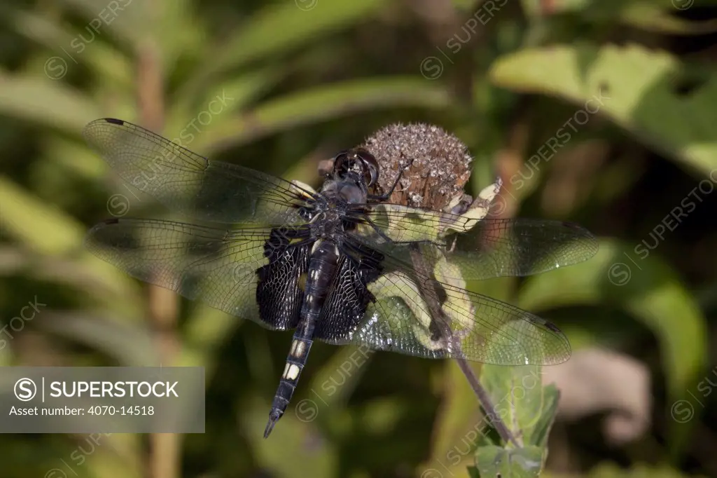 Black Saddlebags dragonfly (Tramea lacerata) resting on dried blossom at the edge of a fen, Illinois, USA