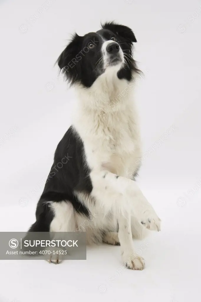 Border Collie sitting holding a paw up.