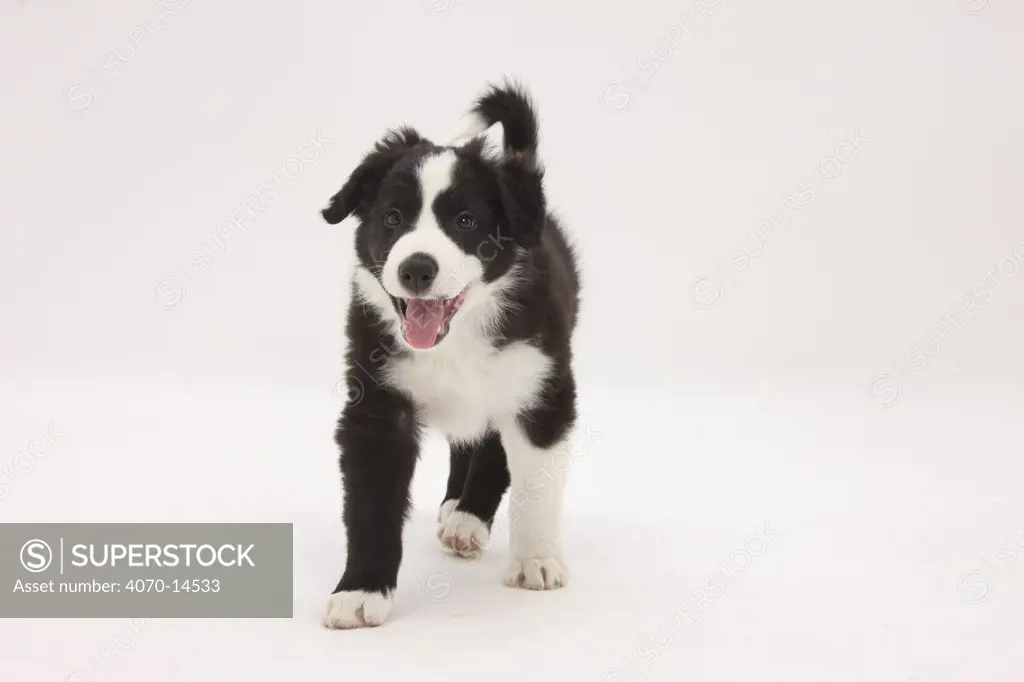Border Collie walking with tongue out.