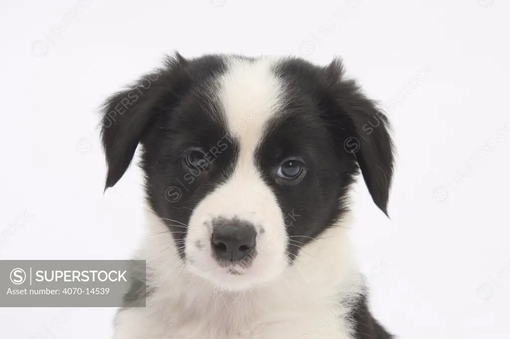 Border Collie puppy portrait.