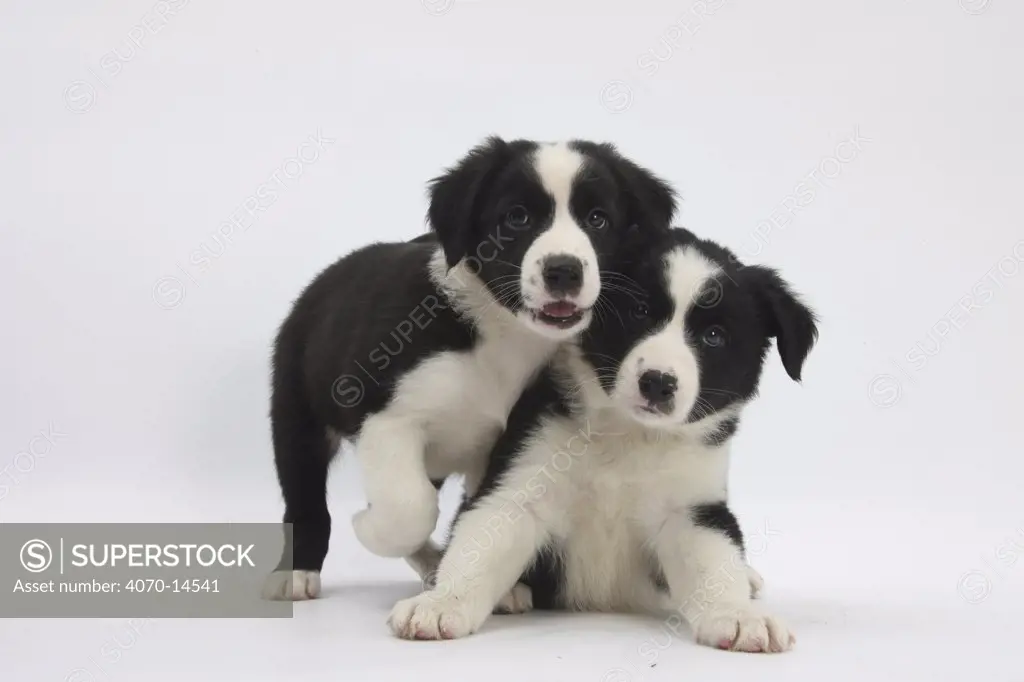 Border Collie puppies playing.
