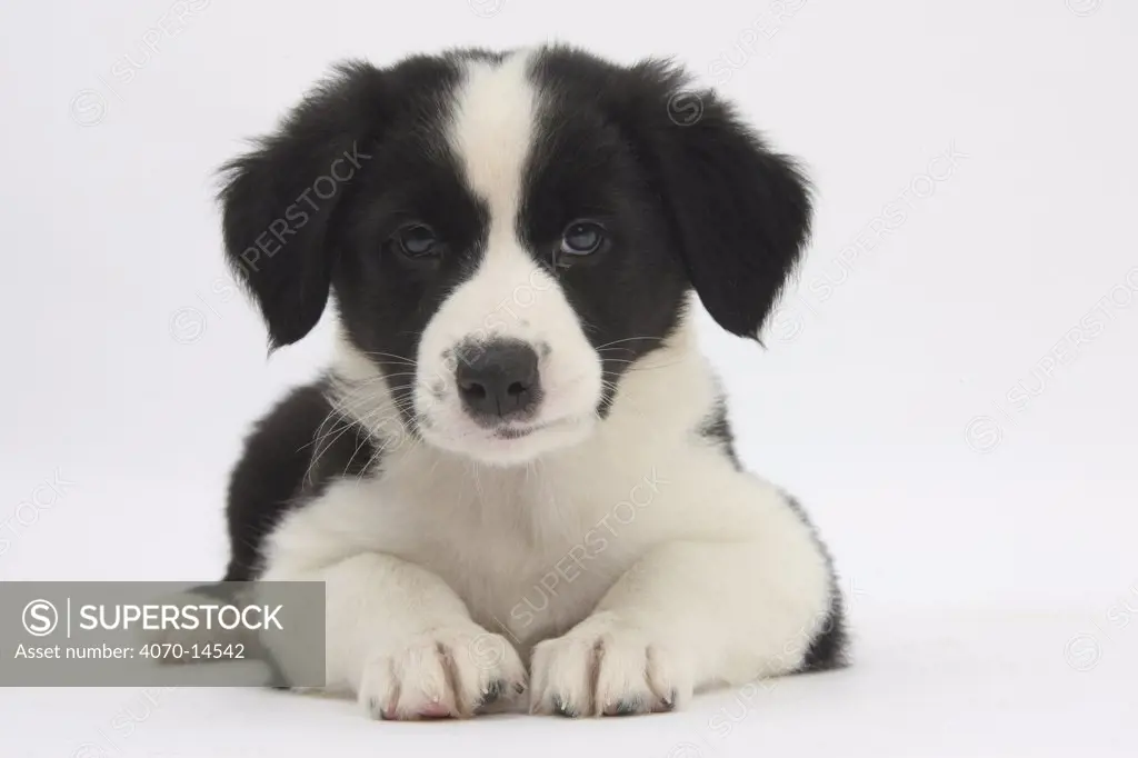 Border Collie puppy lying looking very cute.