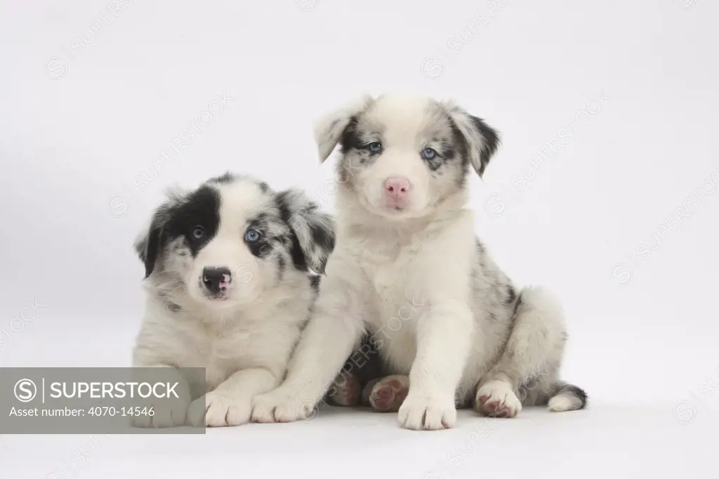 Border Collie puppies lying.
