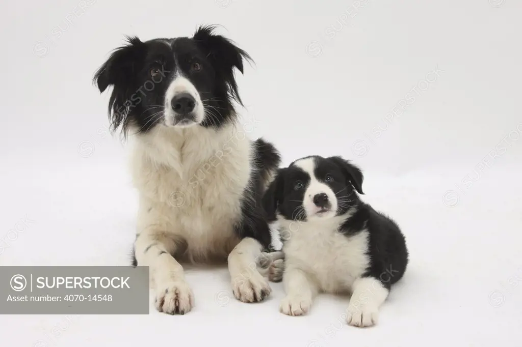 Border Collie mother and puppy.