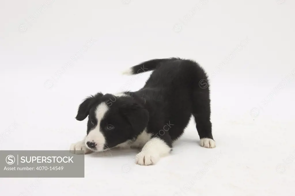 Border Collie puppy in a play bow.