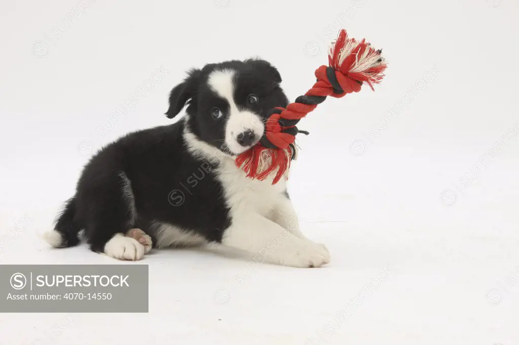 Border Collie puppy with rope toy.