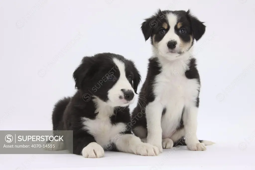 Two Border Collie puppies.