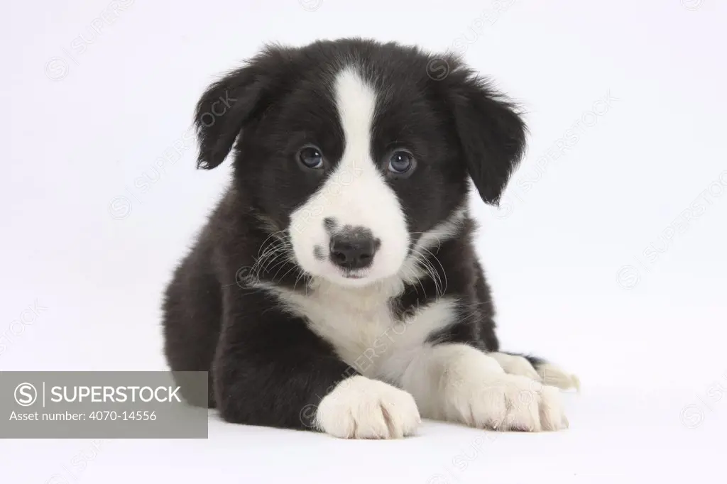 Border Collie puppy.